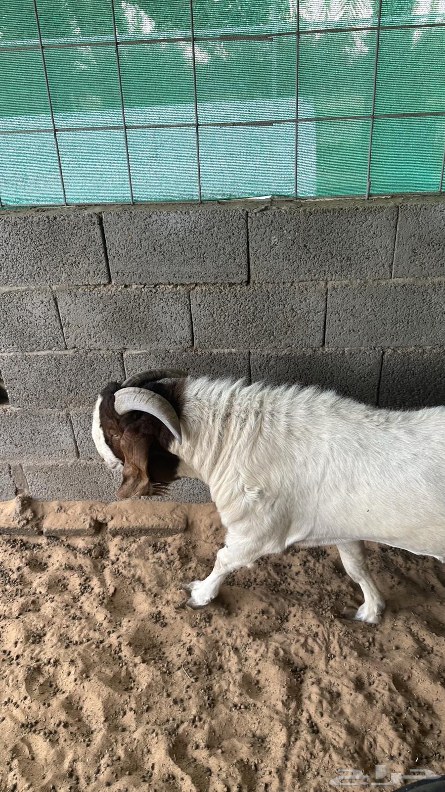 للبيع تيس بارقوت واربع عنق بلديات64400827684225112