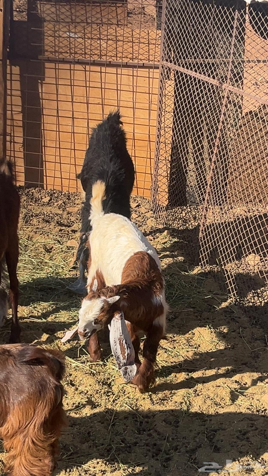 Project buck goat64372375144067110