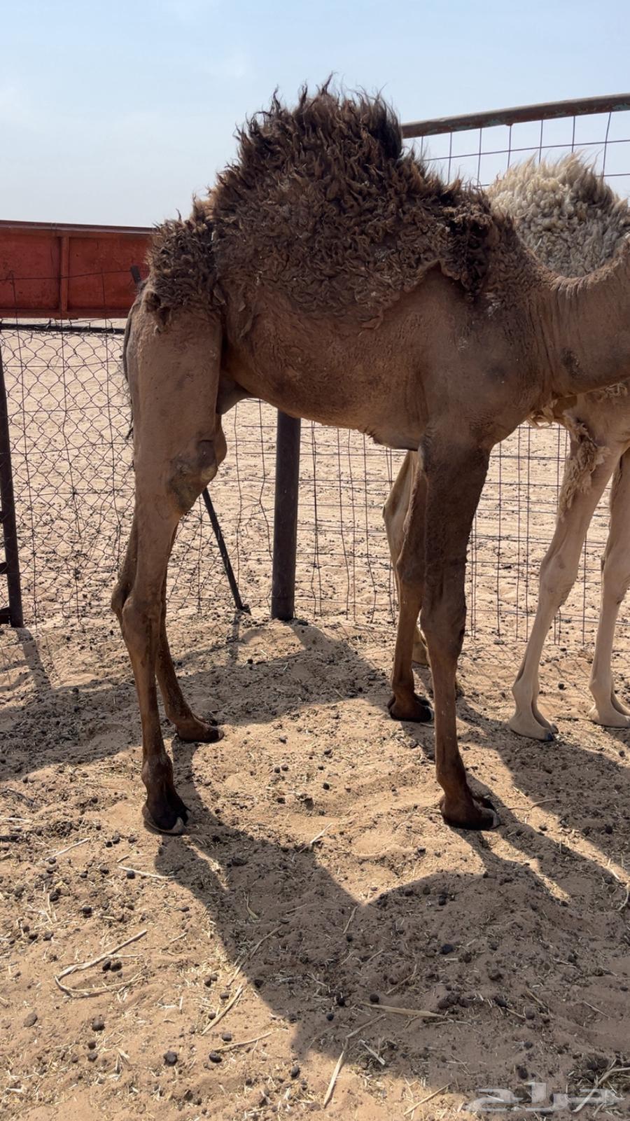 للبيع قعود طايش64397186708483113