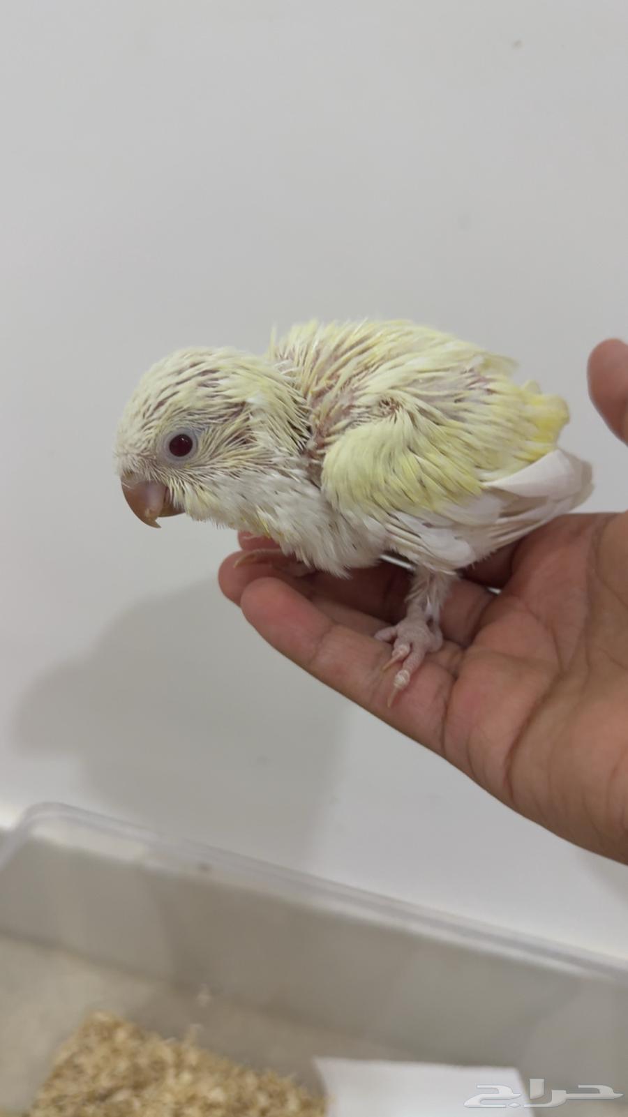 Quaker Chick Mutation64400563430402111