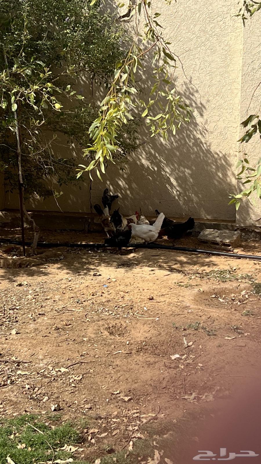 دجاج مع ديك64397519943298111