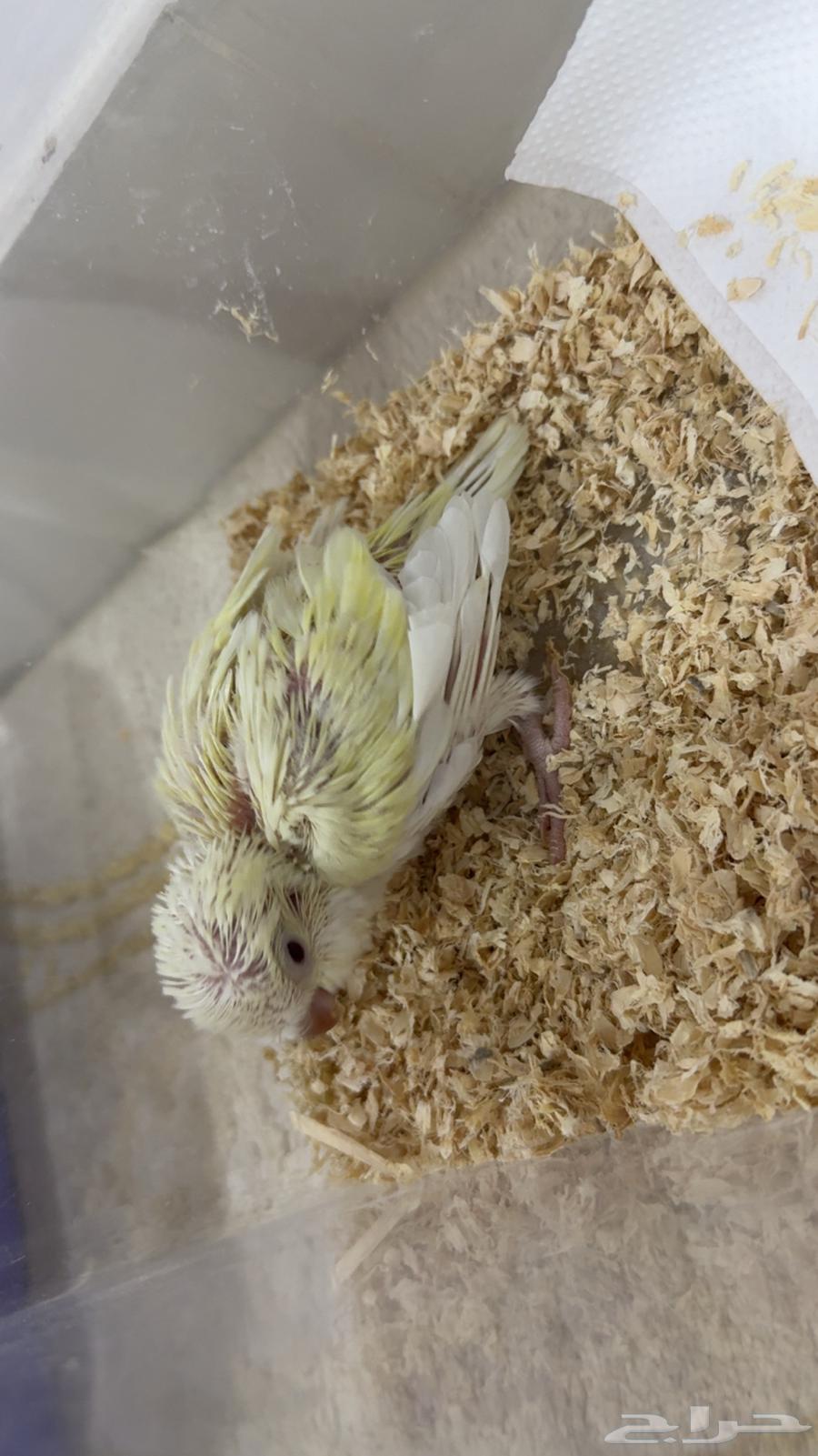 Quaker Chick Mutation64400563430402114