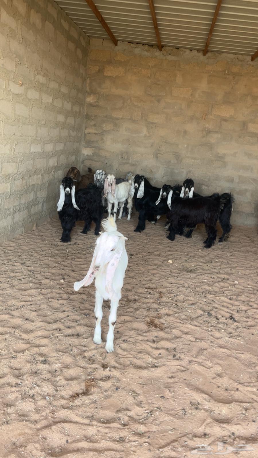 للبيع تيوس64400674895105111