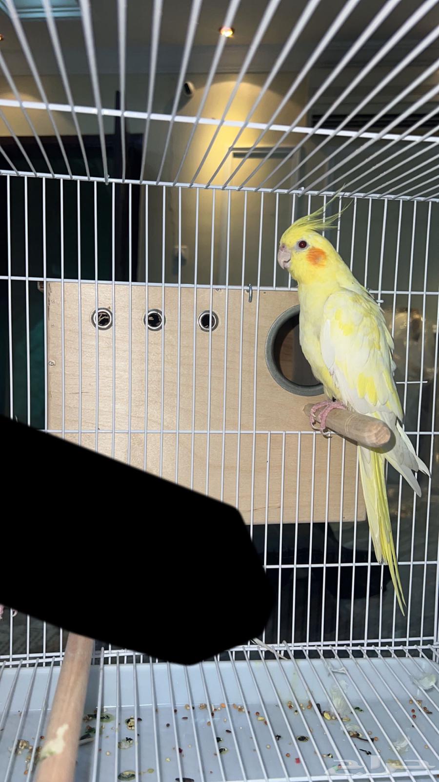 كروان للبيع هولندي اثنى اليف64392442886657110