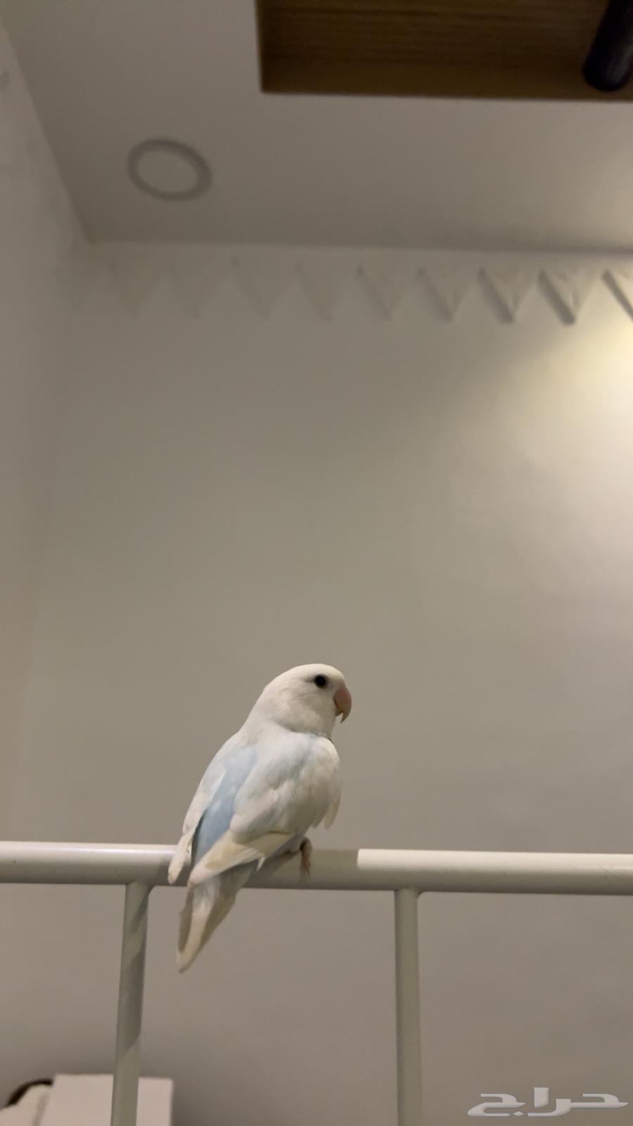 3 ببغاء روز64397687178755112