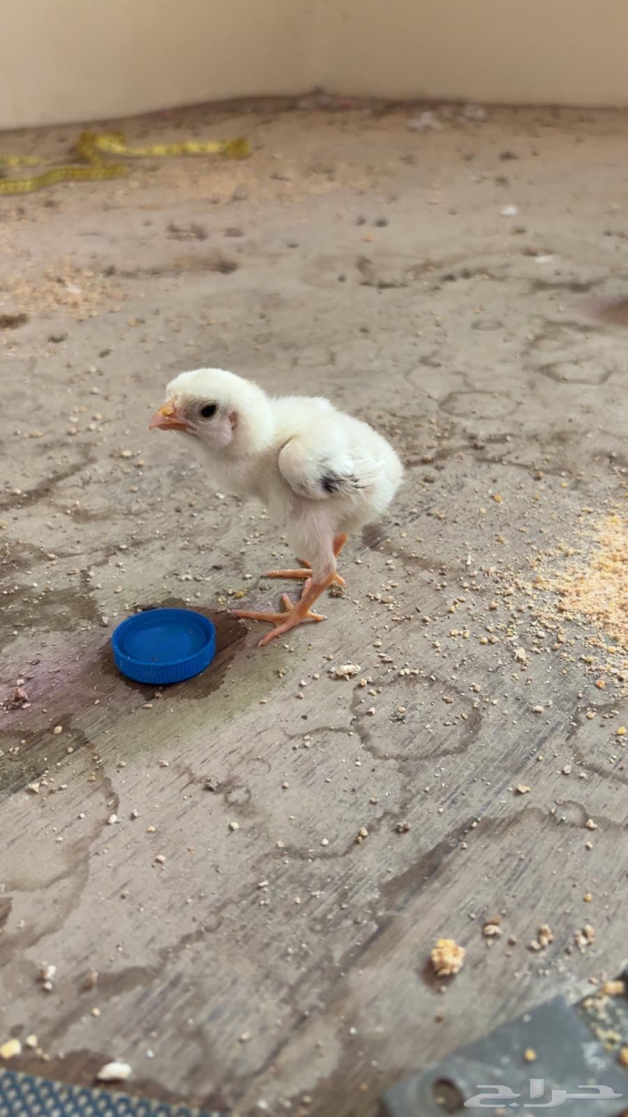 فرخ شامو ياباني اوساكا64395812033666110