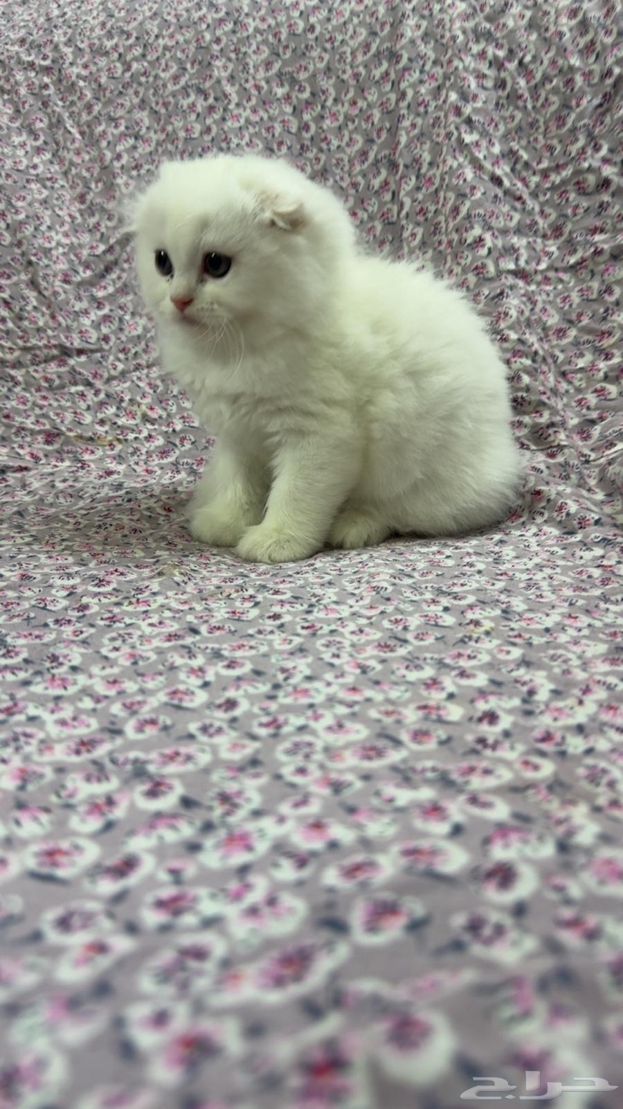 للبيع كيتن سكوتش فولد بيور السعر شامل الاغراض والتوصيل بجدة64380916187137112