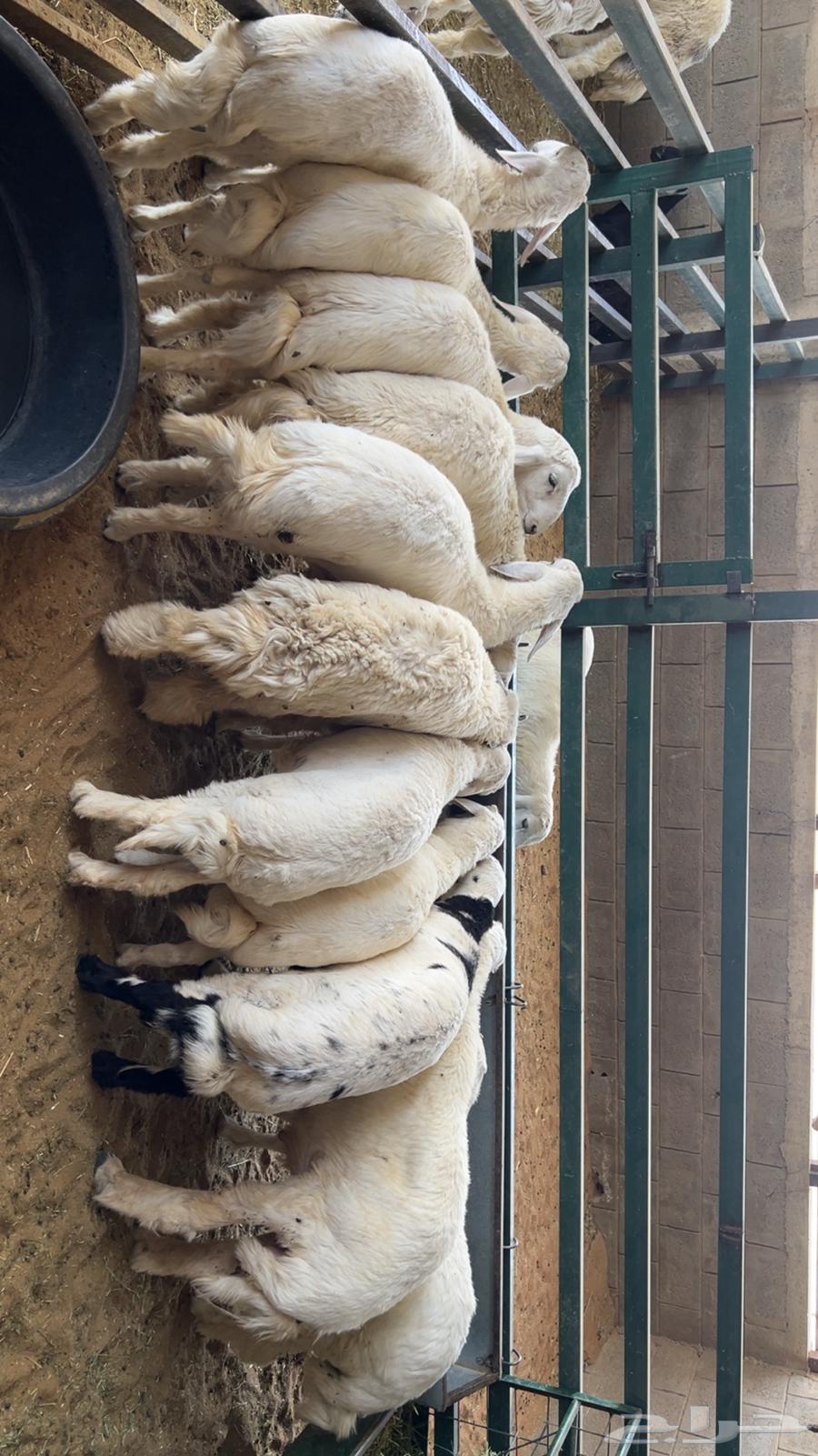 للبيع طليان حريات ونجديات64249424369795111