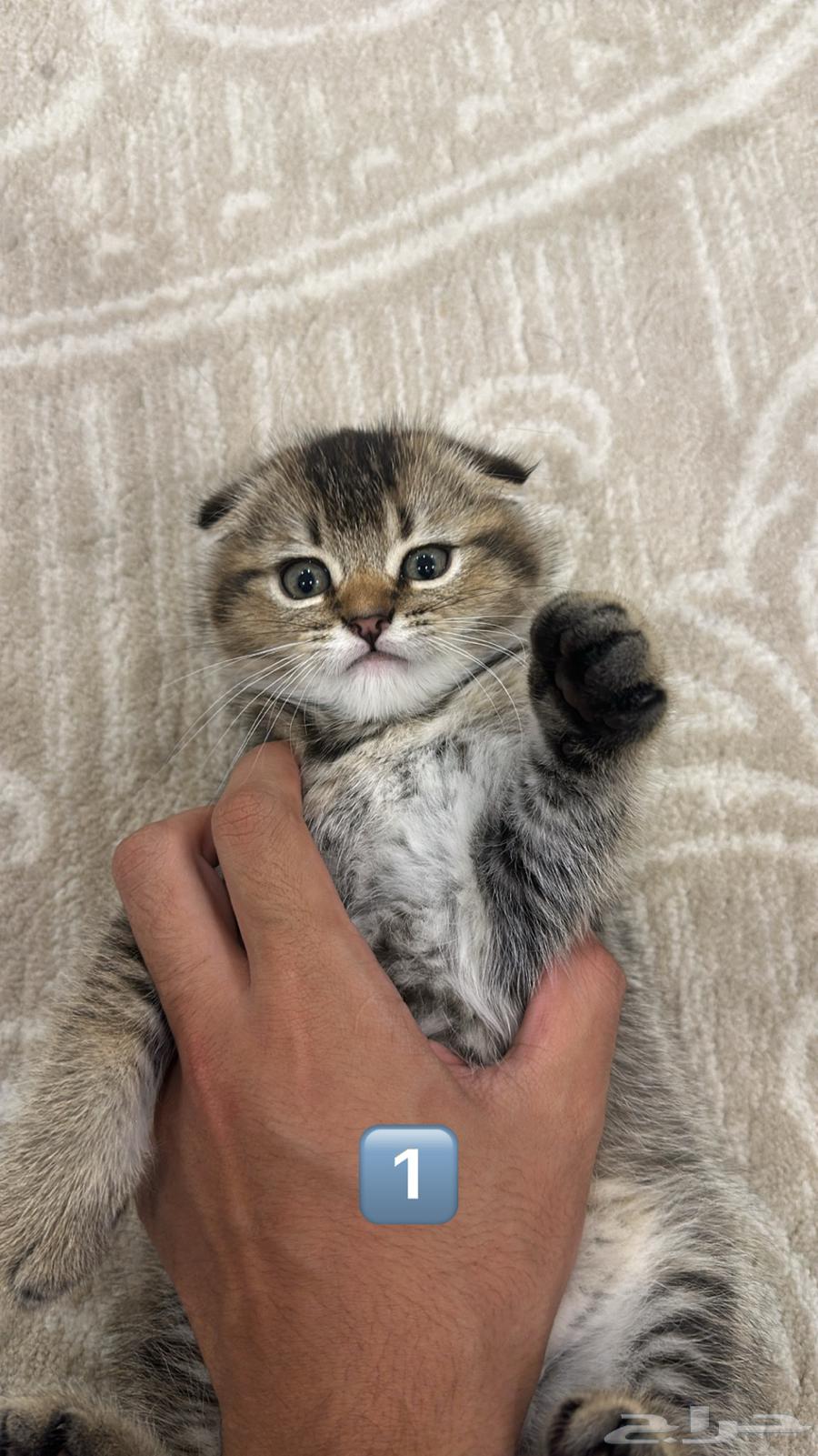 سكوتش للبيع قطط للبيع كيتن للبيع64396449815169110