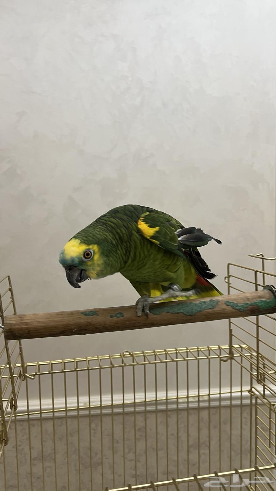 ببغاء امازوني بلو فرينتد64398686946561114