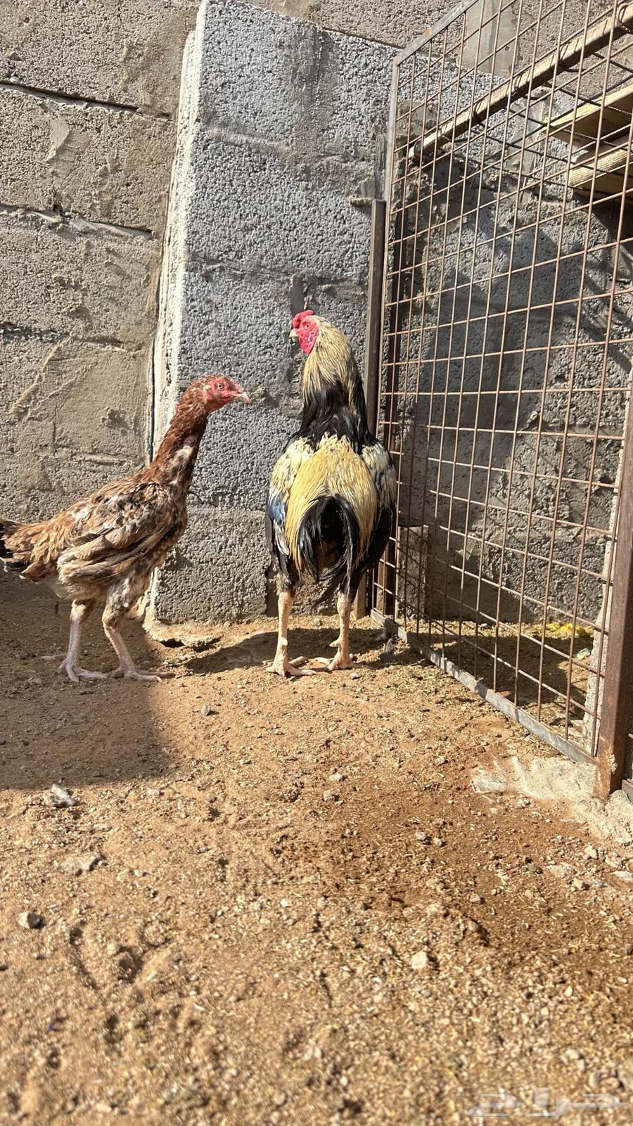 ديك بكستاني للبيع فقط الديك64401133316098110