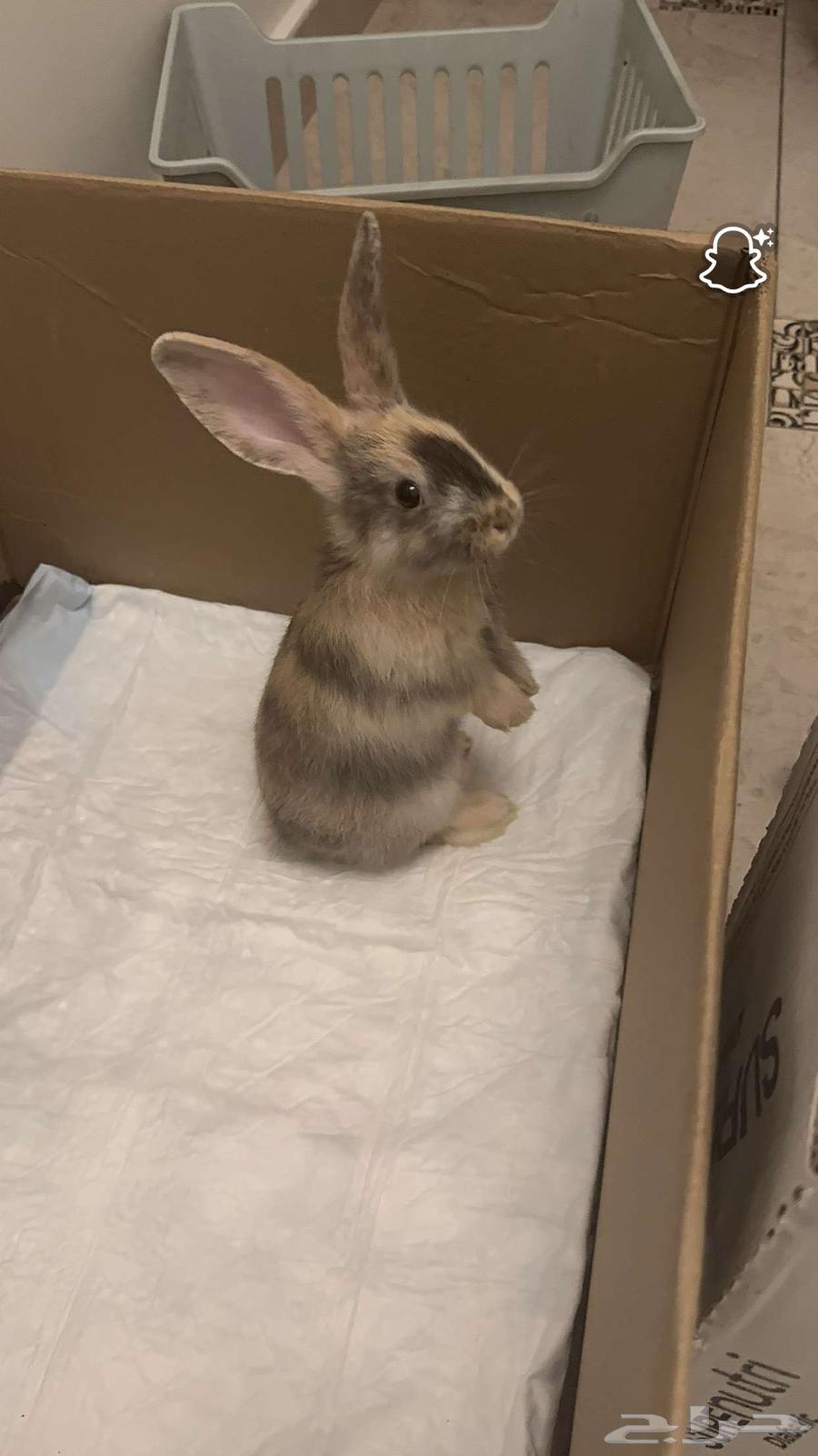 ارنبين للبيع64400300809474111