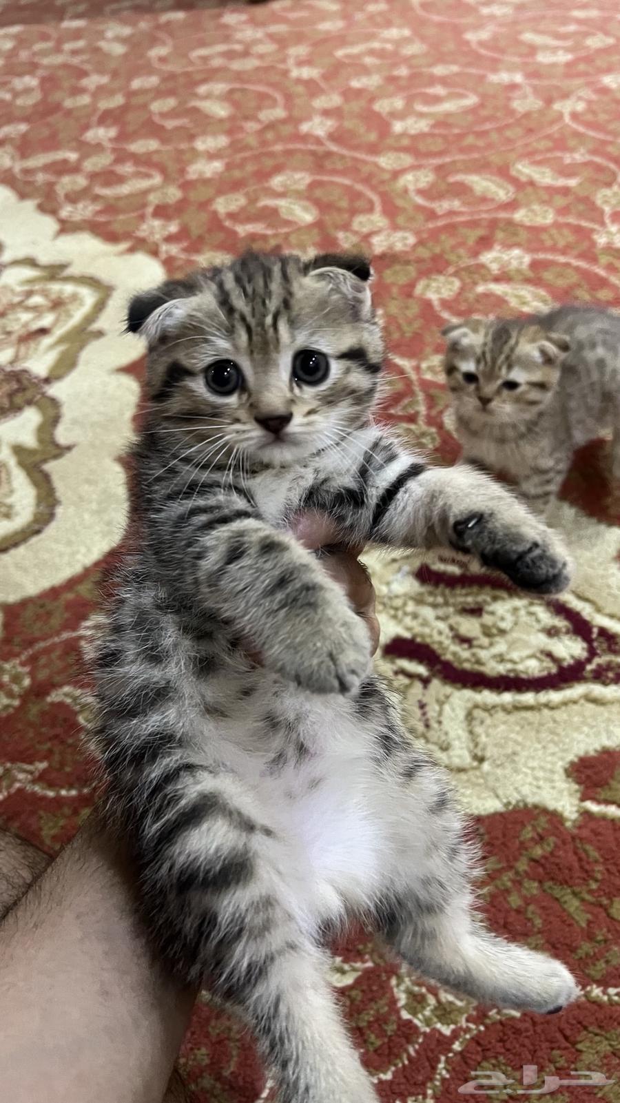 قطط للبيع64394179040385110