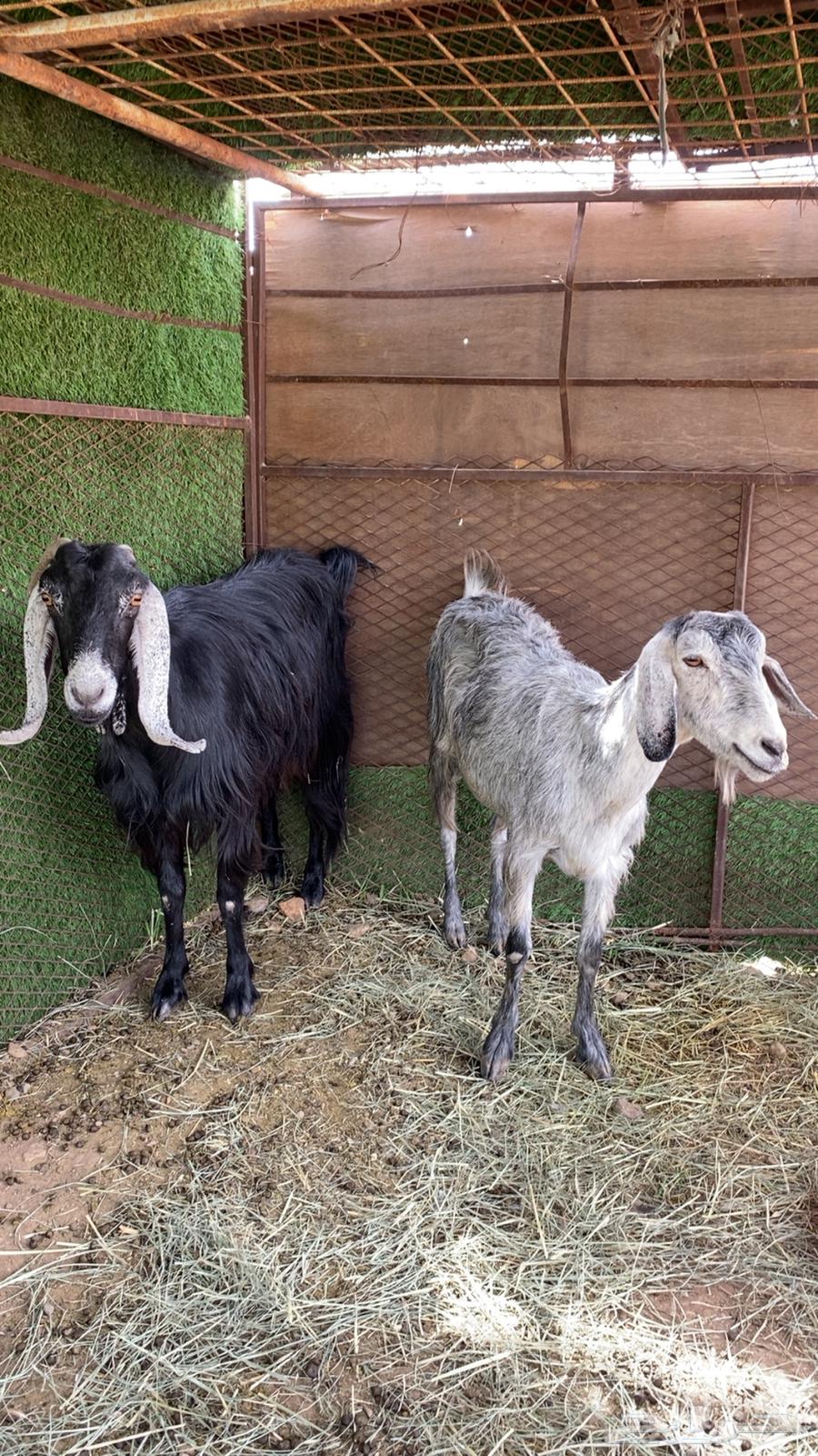 معزا للبيع64399147736833110