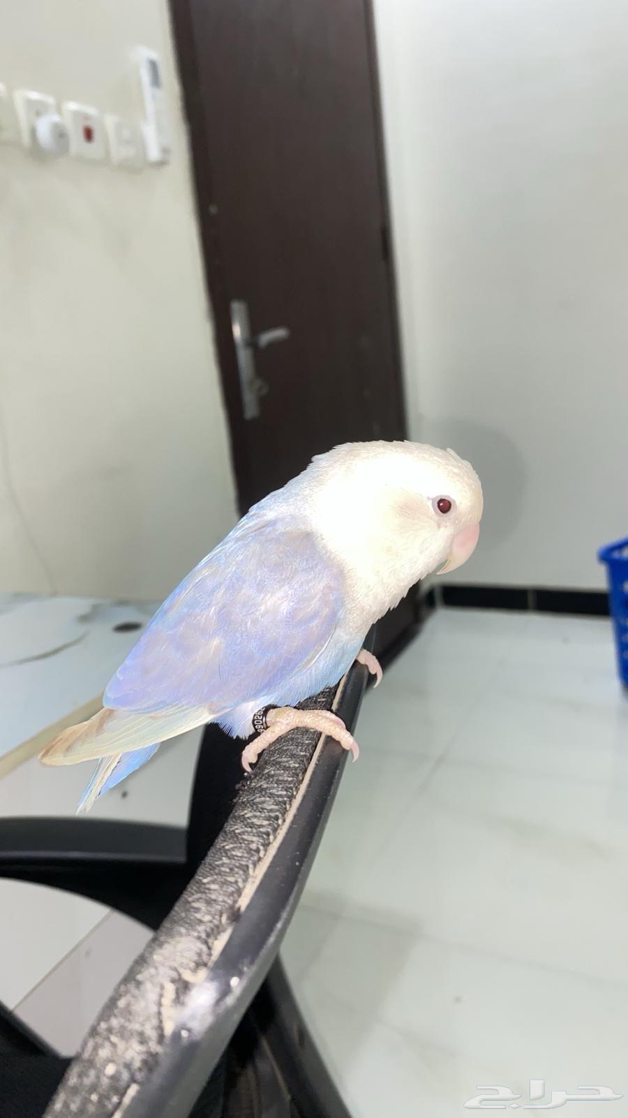 للبيع روز انثى64387299669890113