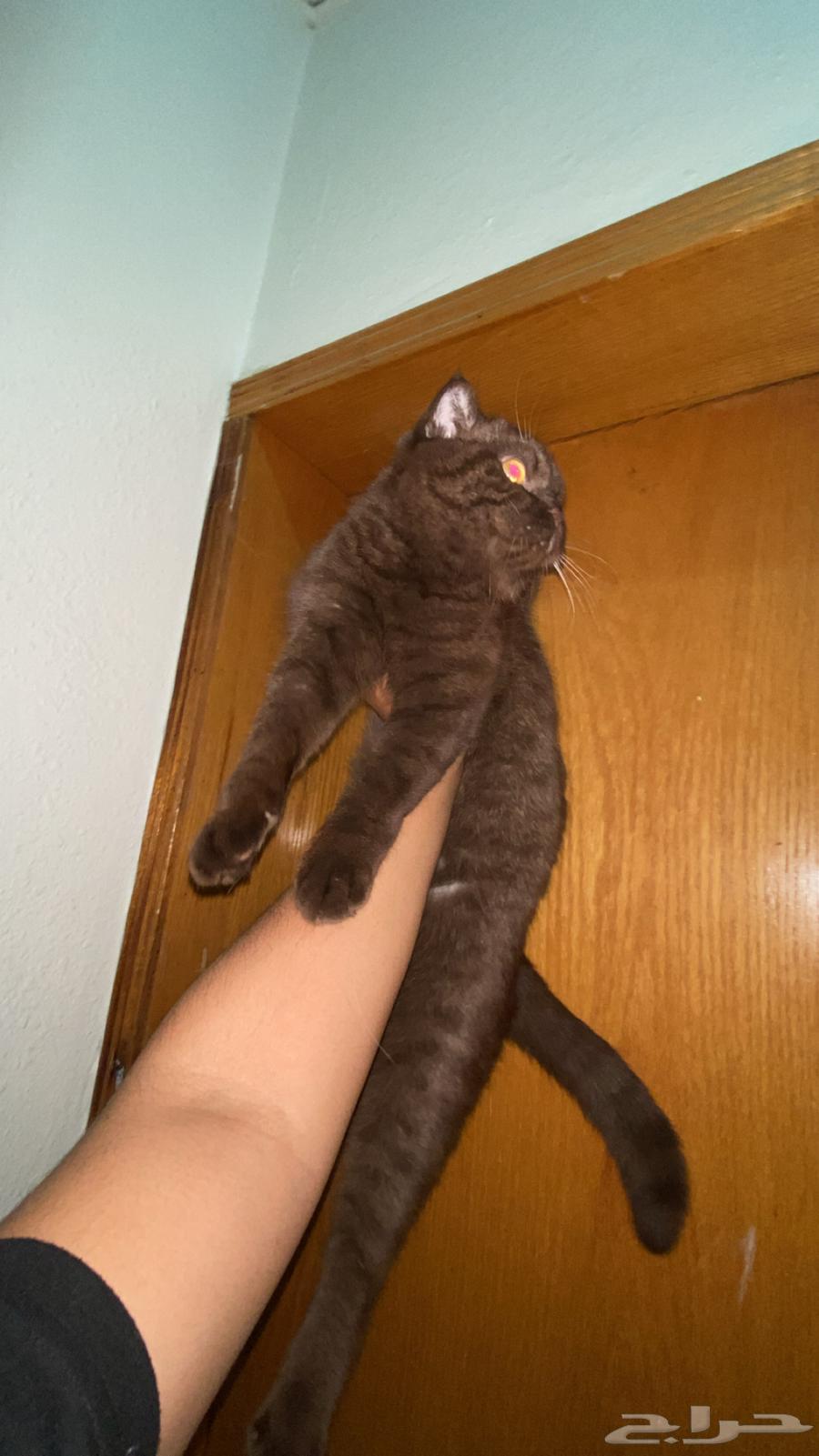 للبيع برتش شورت شوكلت ذكر   شيرازيه انثى64395615349251113