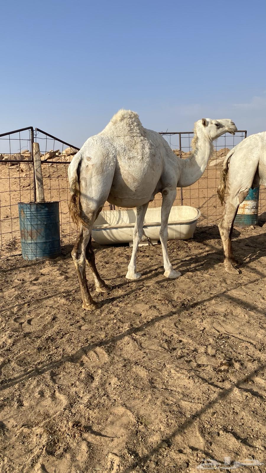 Al-Qa7a and Dhuhr nearby64400342129922112