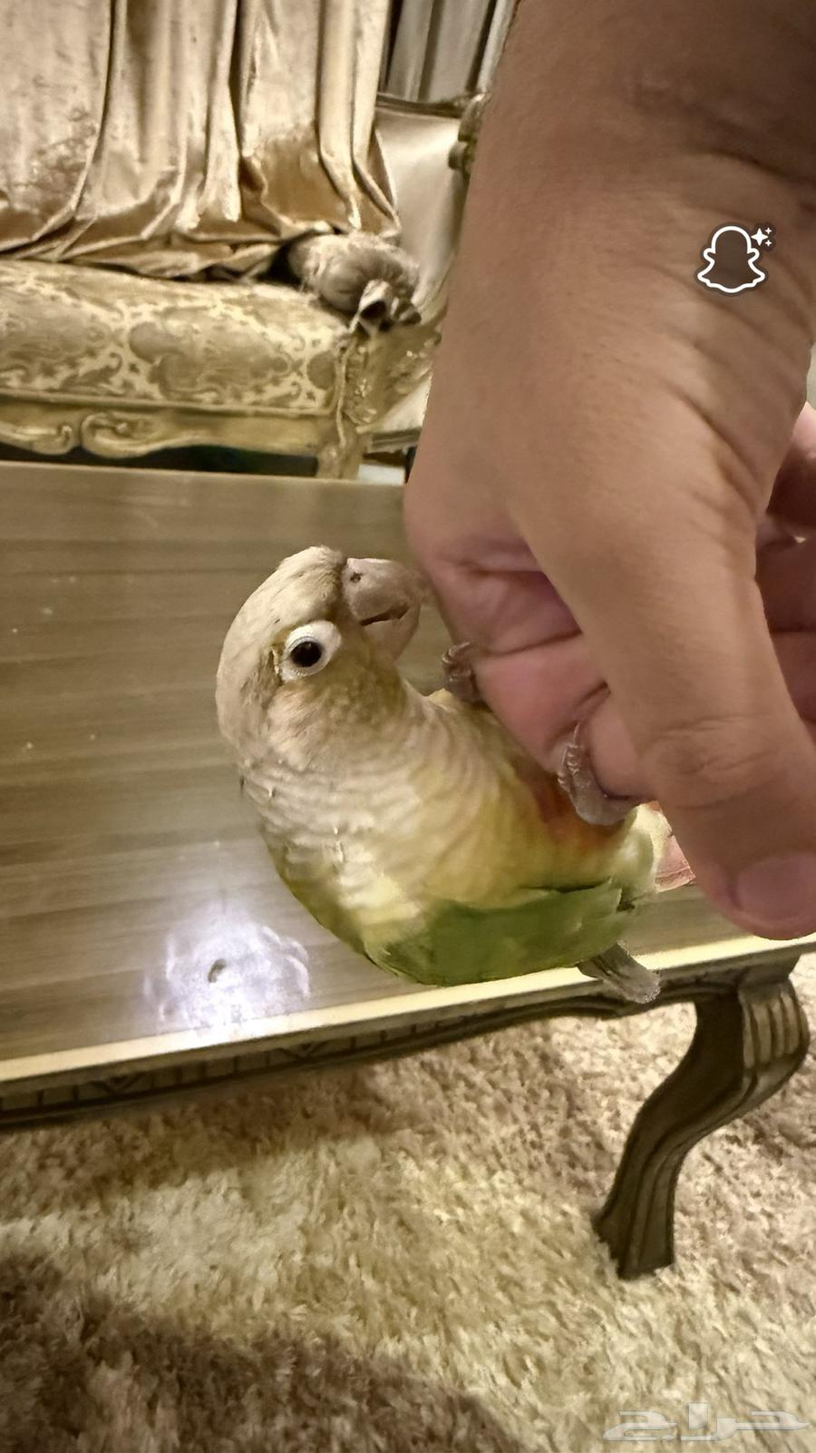 طائر كنيور64393527889411110