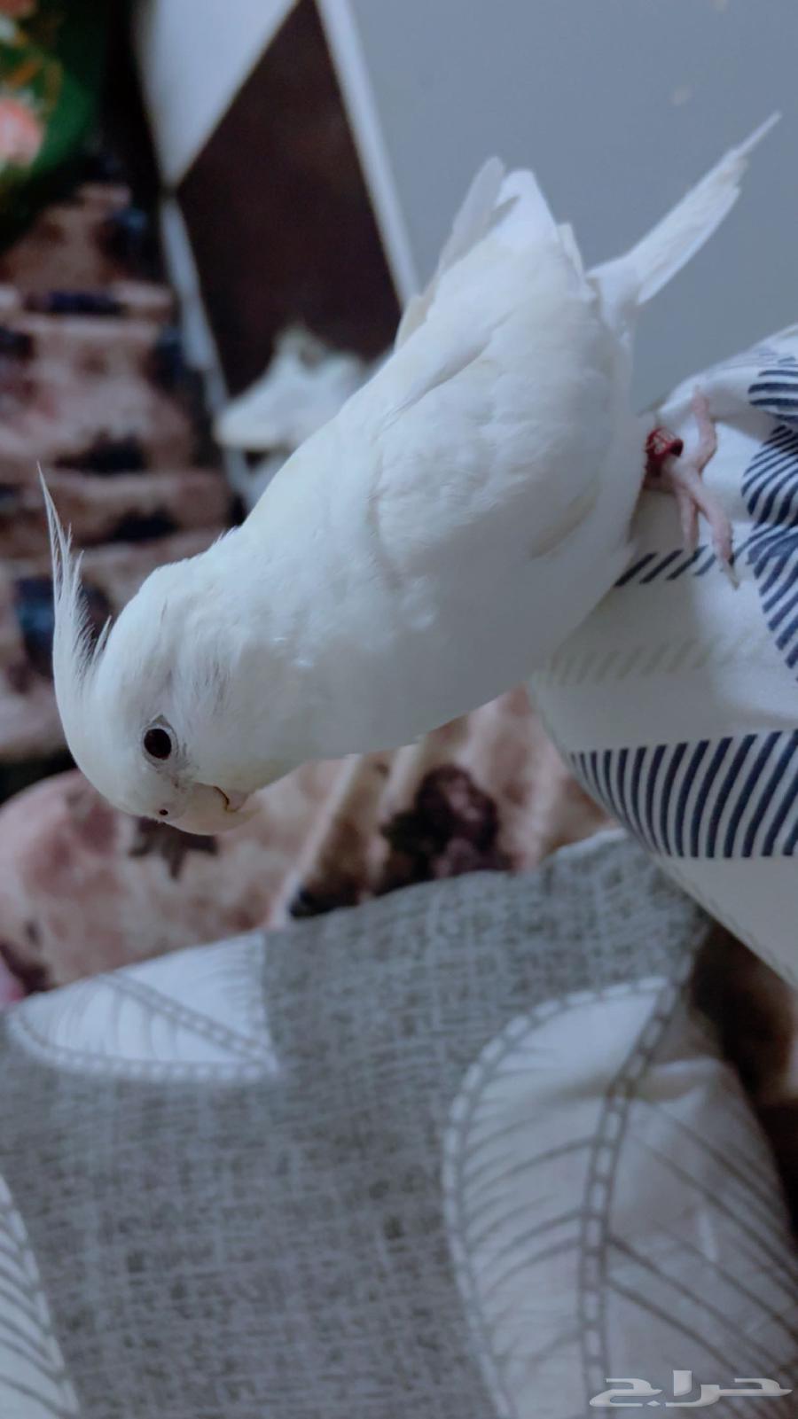 كروان اليف لبيع مع العبه وقفصه واكله64399577516547111