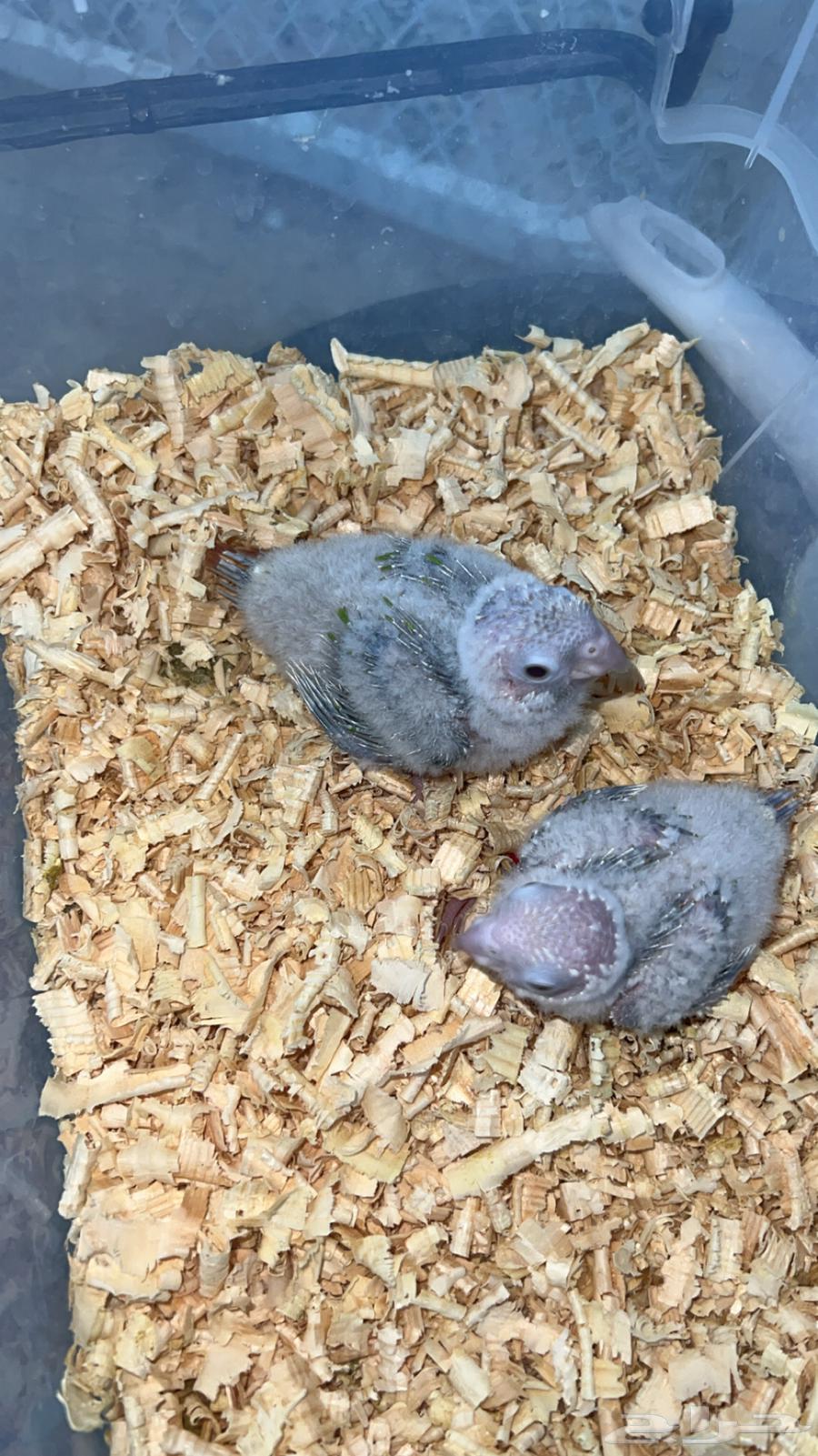 Senior chicks accept the coop easily64397325511298110