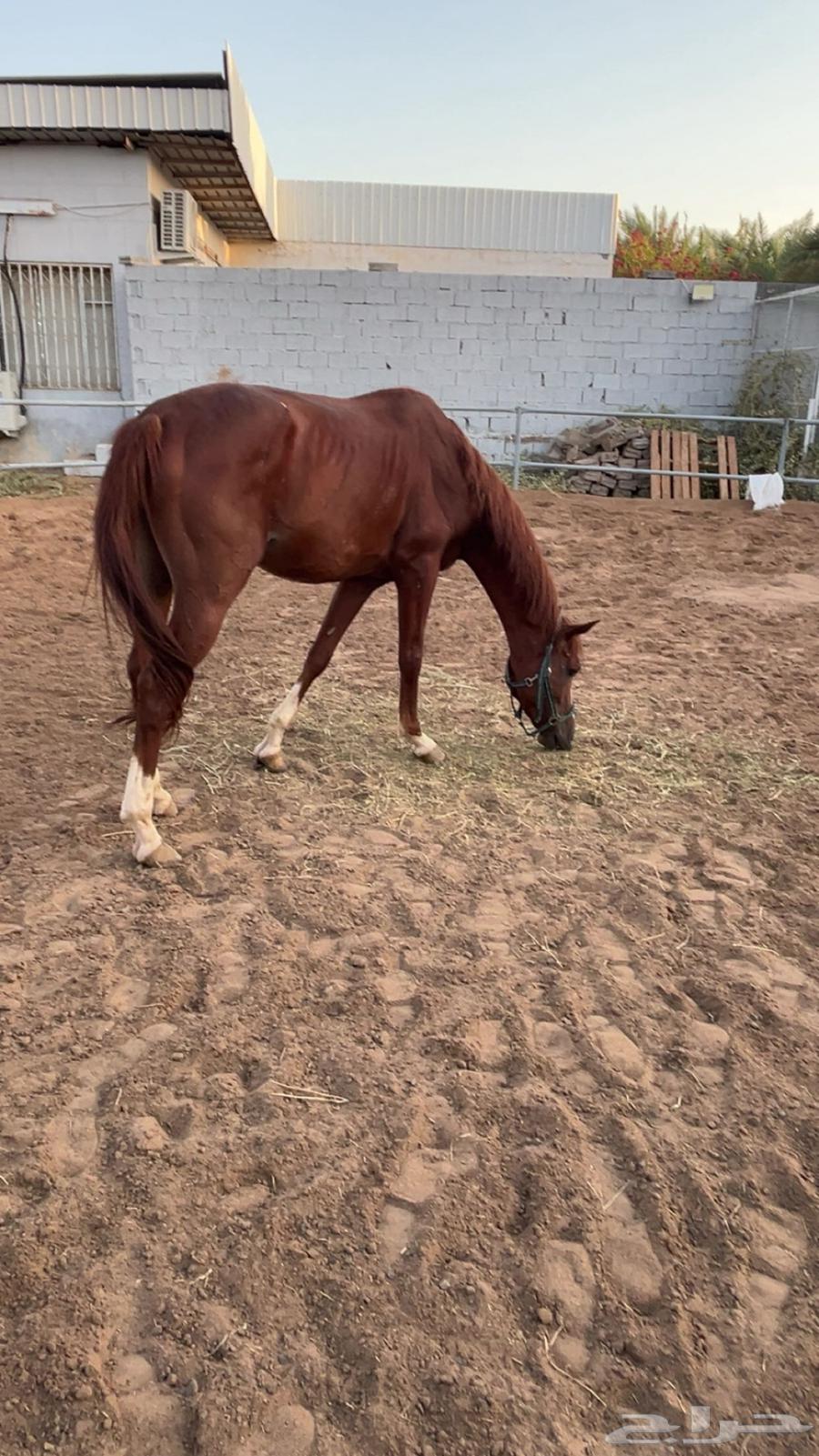 حصان للبيع64393887464835110