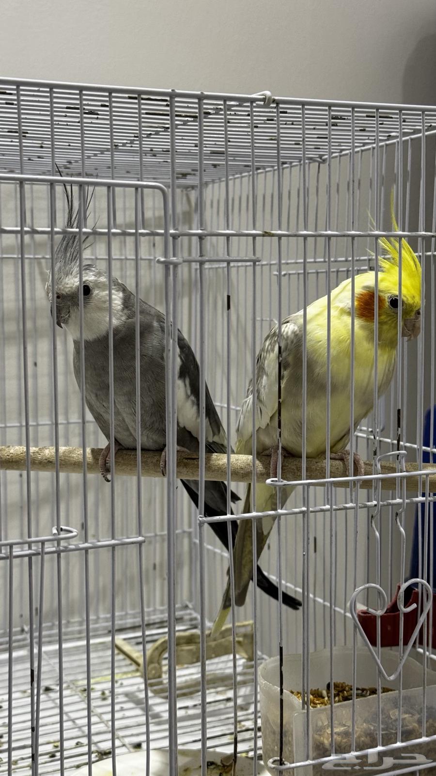 جوزين كروان منتجين شرط64400661012483110