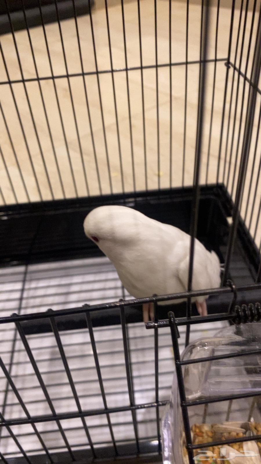 Bird of the day64396936143363111