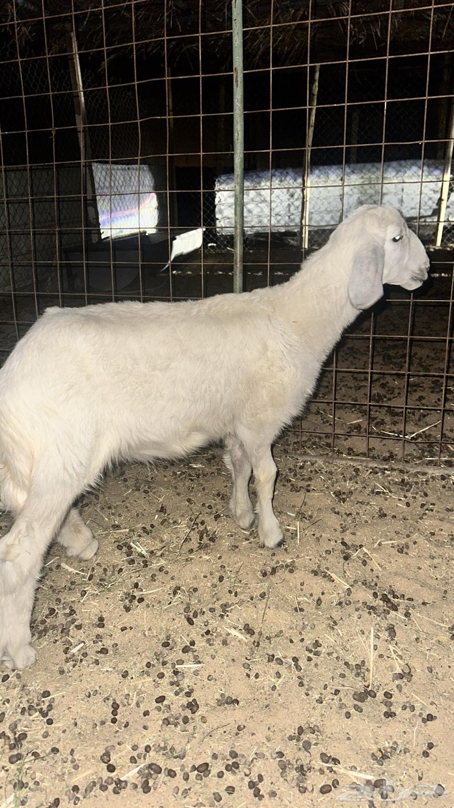 طلي حري عمره ثلاث شهور64393293927555110