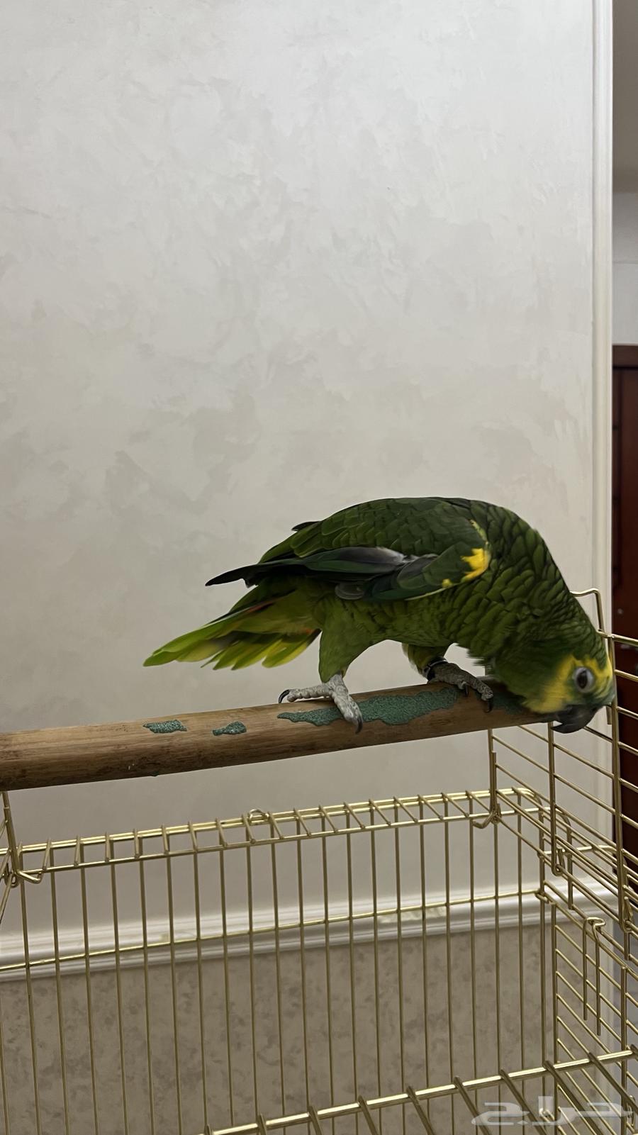 ببغاء امازوني بلو فرينتد64398686946561113