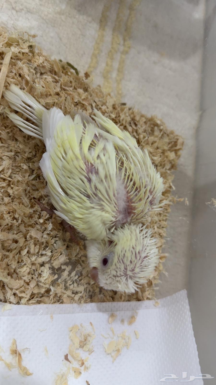 Quaker Chick Mutation64400563430402110