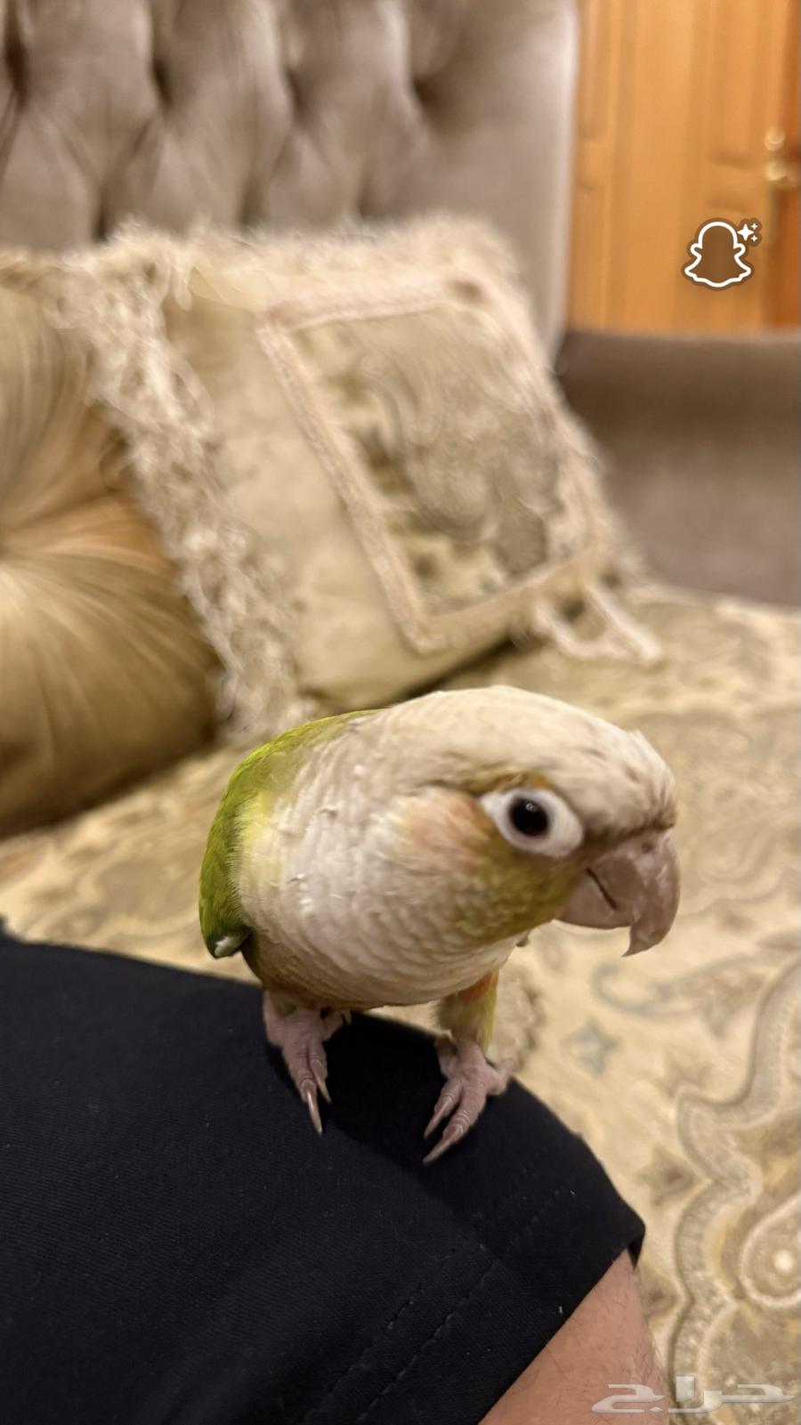 طائر كنيور64393527889411111