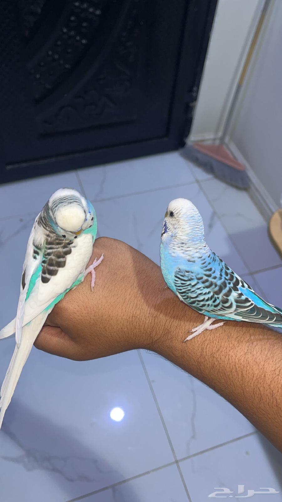 ذكرين بادجي أليفه وصحتها شرط64393486428161111