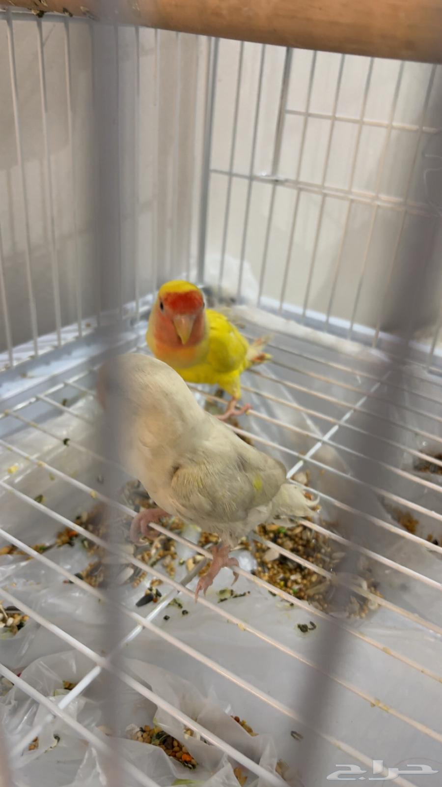 بغبغاء روز64397478576514112