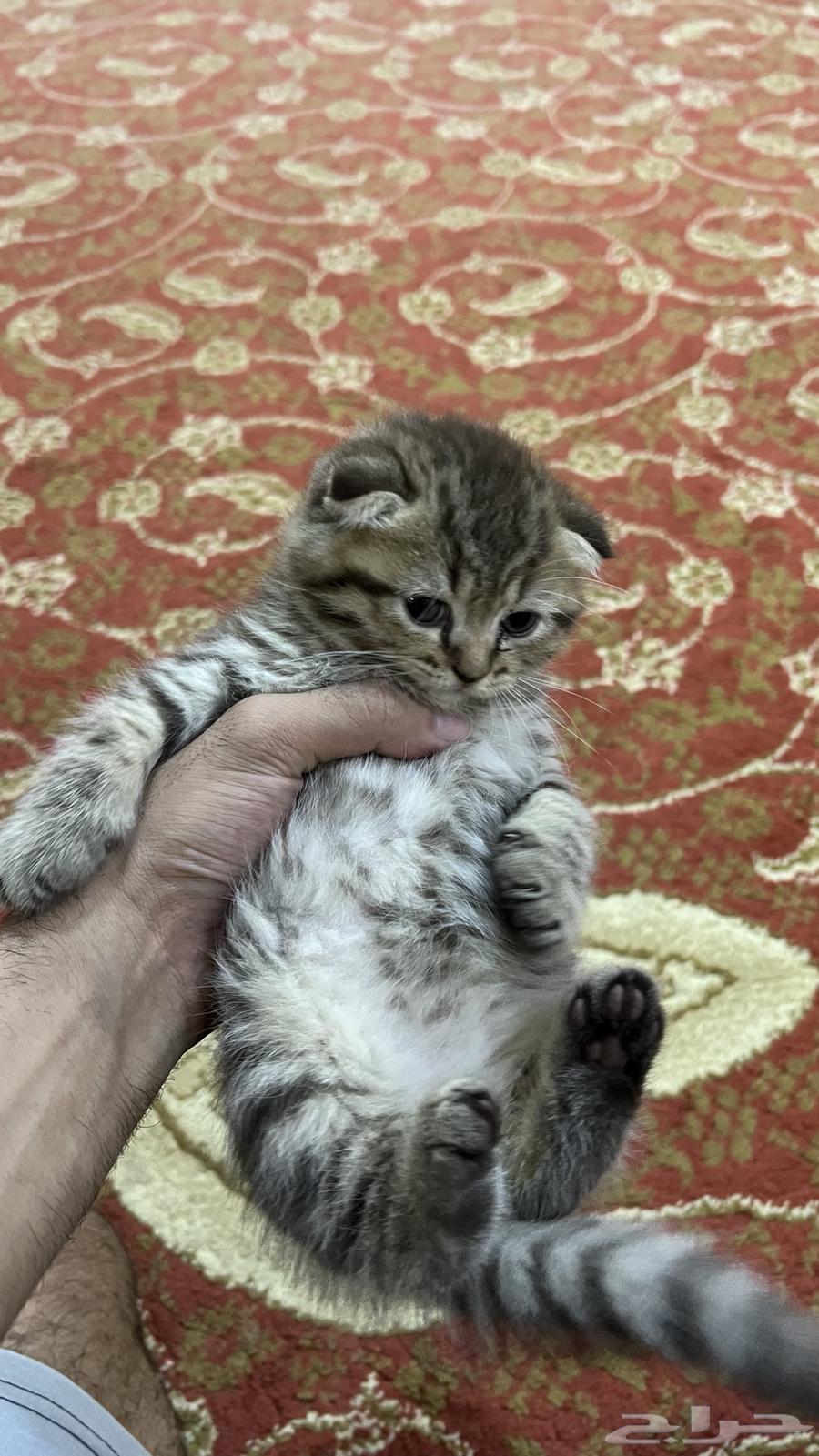 قطط للبيع64394179040385114