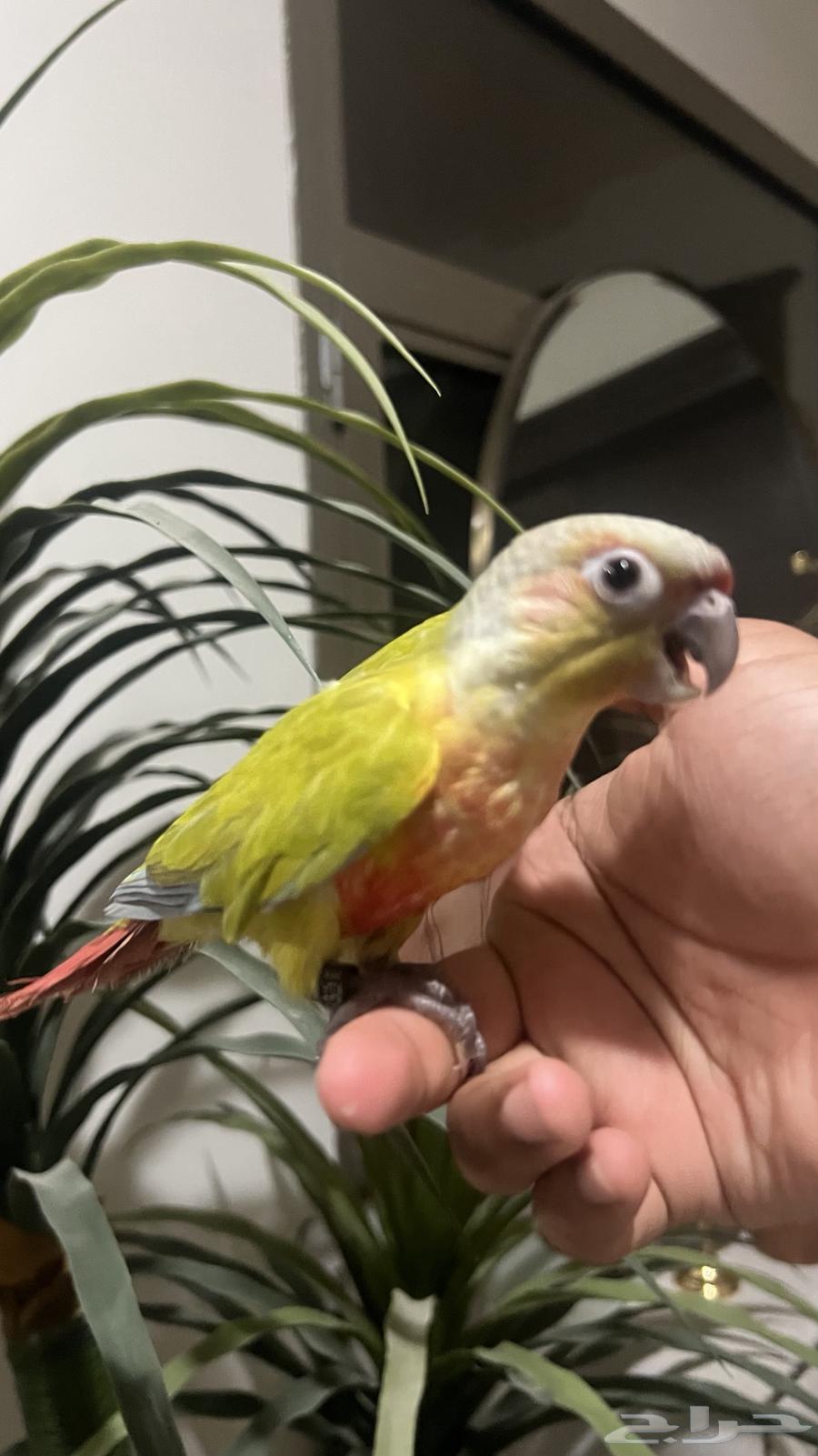 ببغاء كنيور امريكان دايلوت اليف وهدد64399521762818114