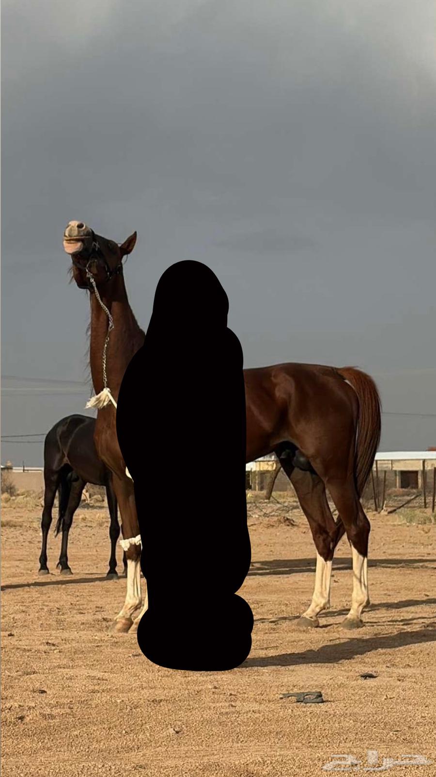 خيل شعبي من فواخر الخيل64392868413698112