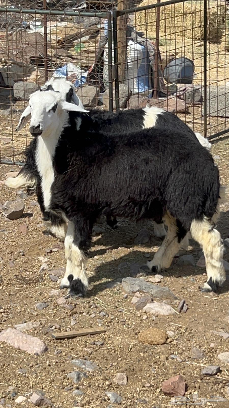 طليان ذبايح فاخره64400189970434112