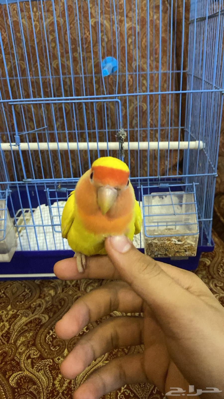 4 عصافير روز أليفه للبيع الحبه بي 23064397963313538110