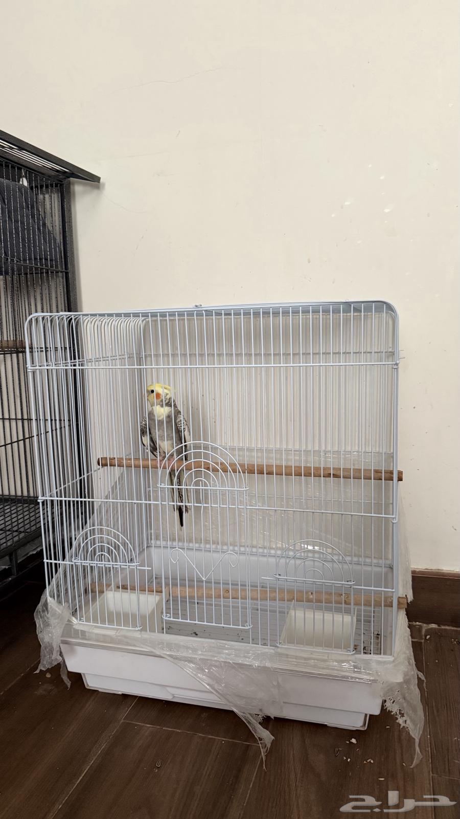 طير كروان او كوكتيل للبيع64395060877314113