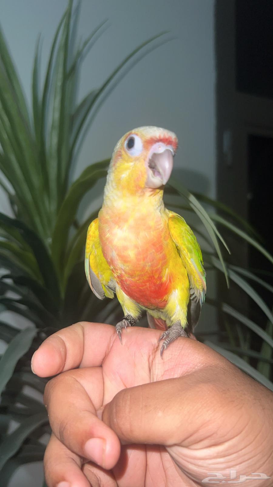 ببغاء كنيور امريكان دايلوت اليف وهدد64399521762818112