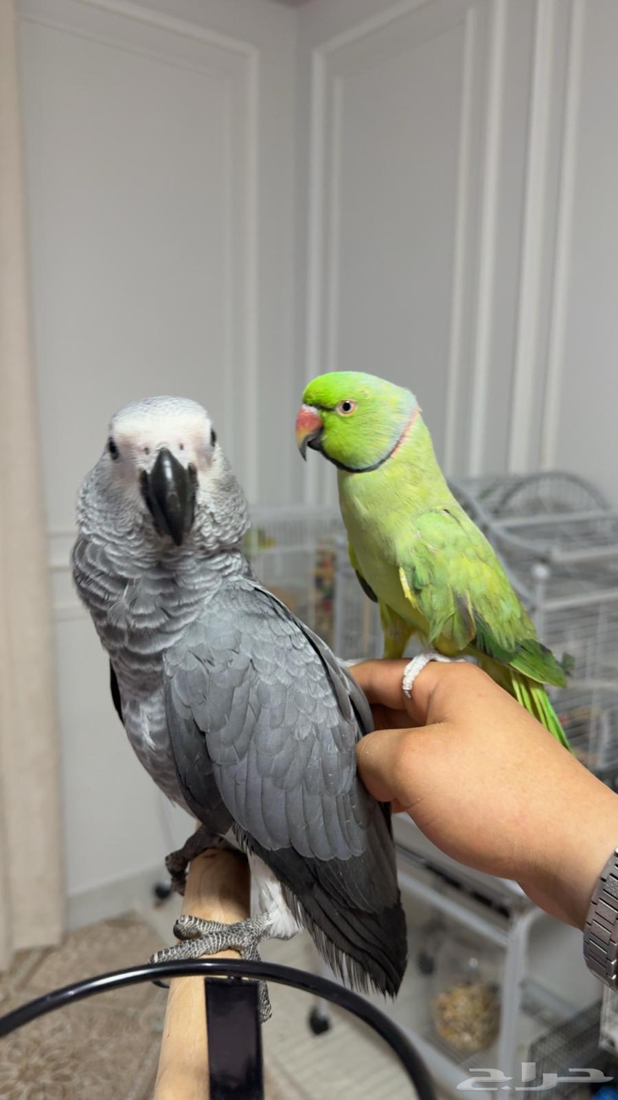 helmet64394317242499110