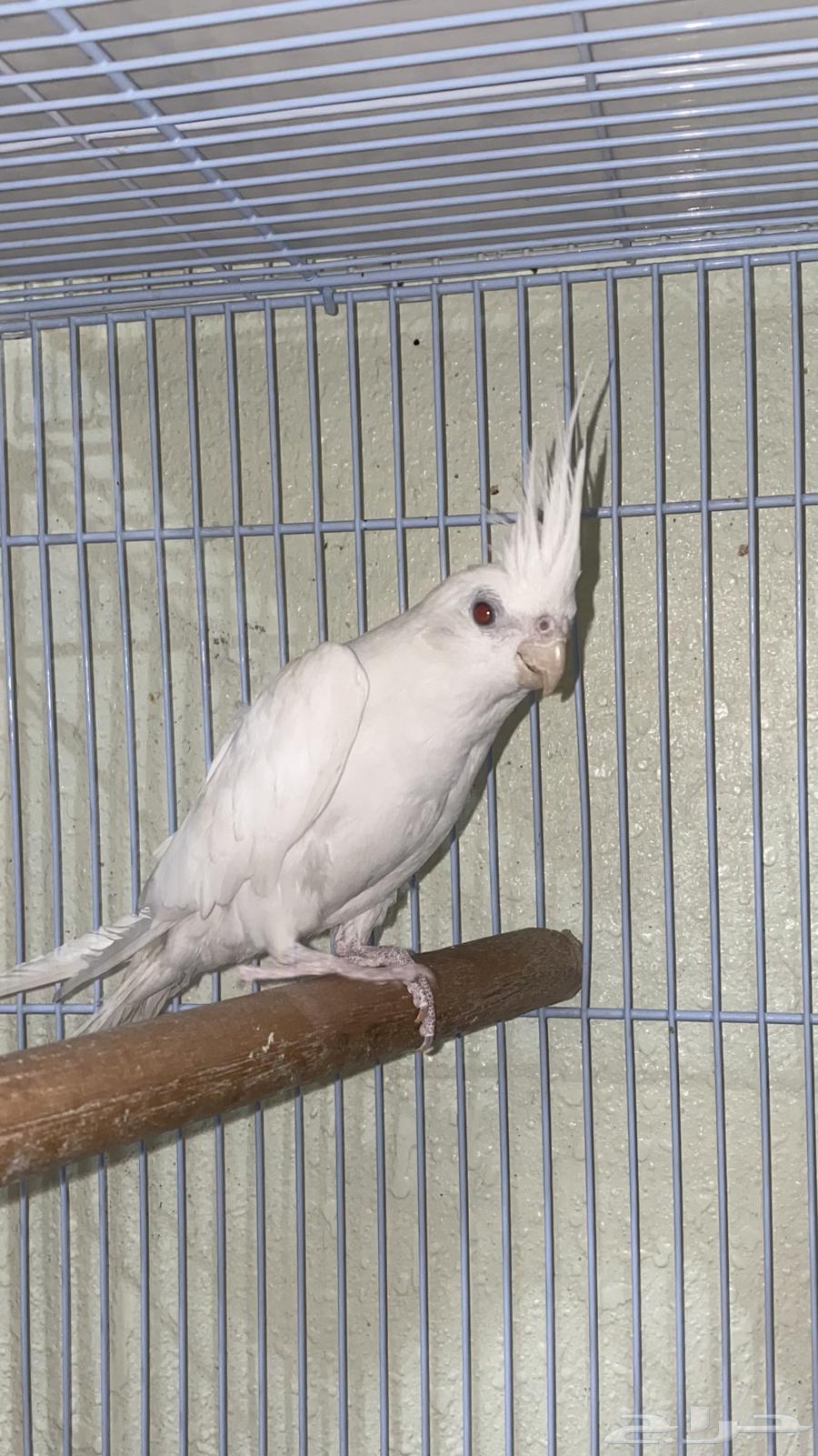 كروان البينو انثى64397880719873111