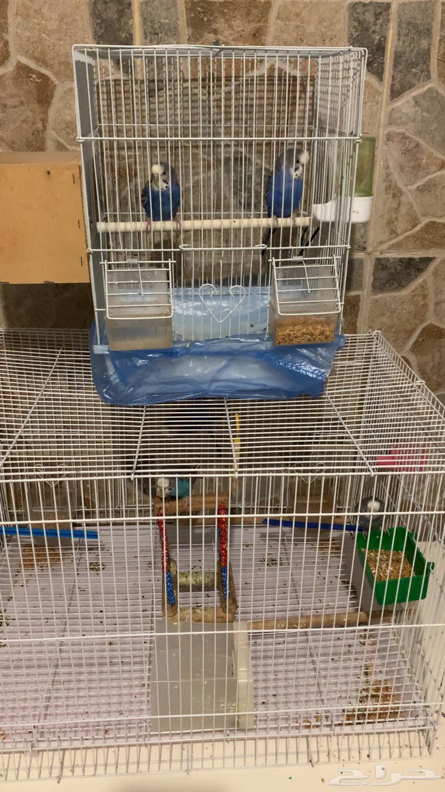 طيور بادجي64393735622531110