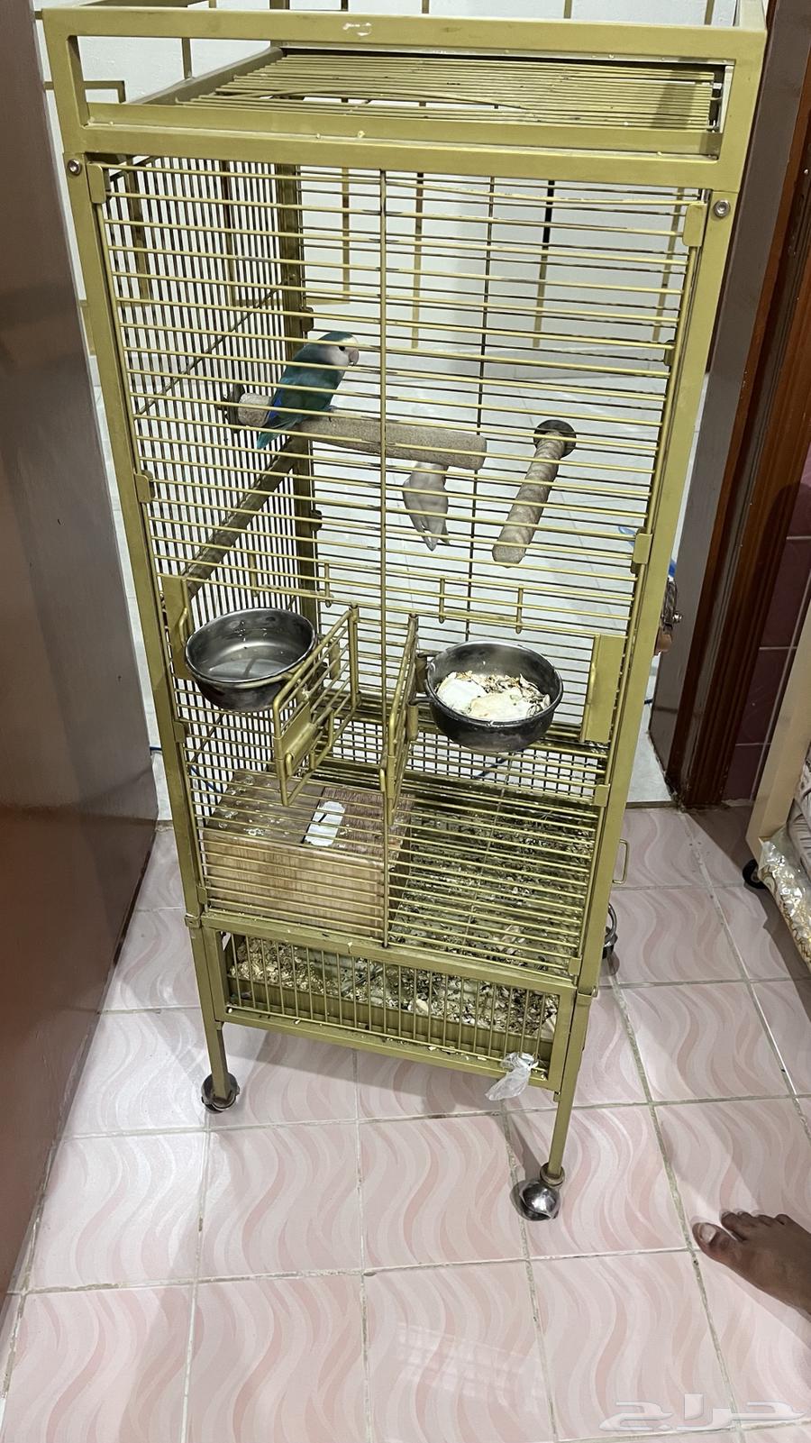 قفص كبير يصلح لكل الطيور الي عندك و نظيف من داخل و الخارج64400272634369111