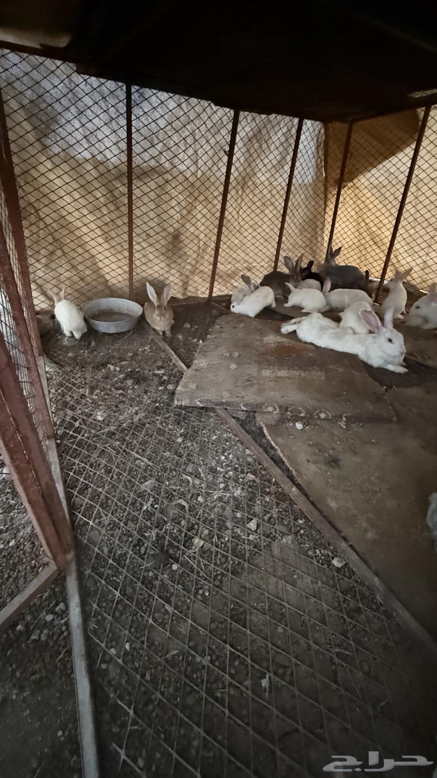 ارانب64398214919938112