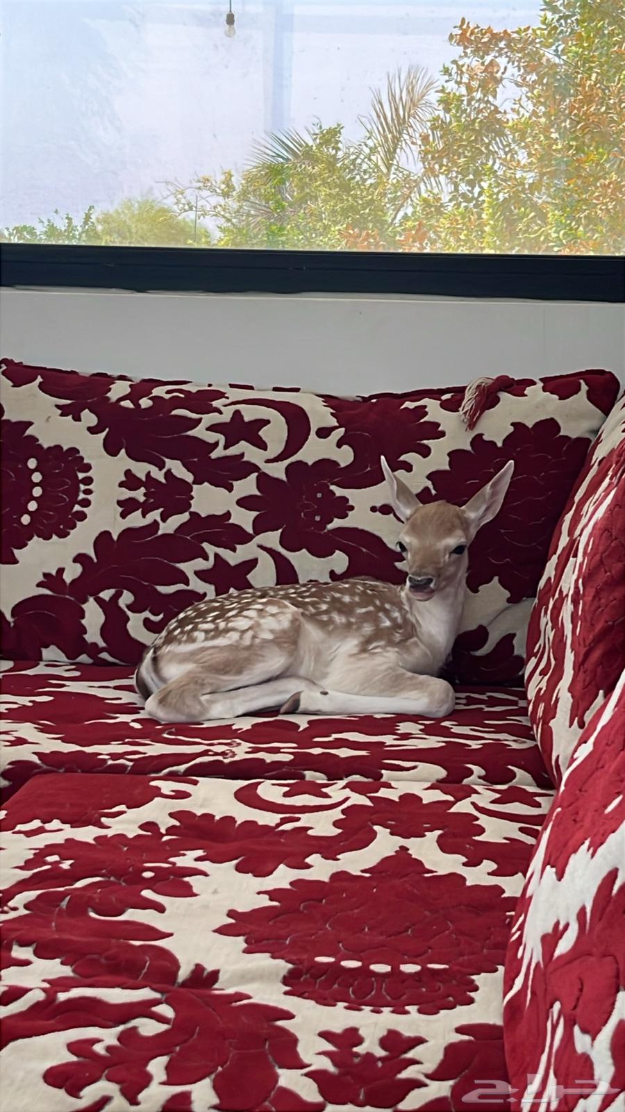 فلودير عمر 12 يوم64395741659777110