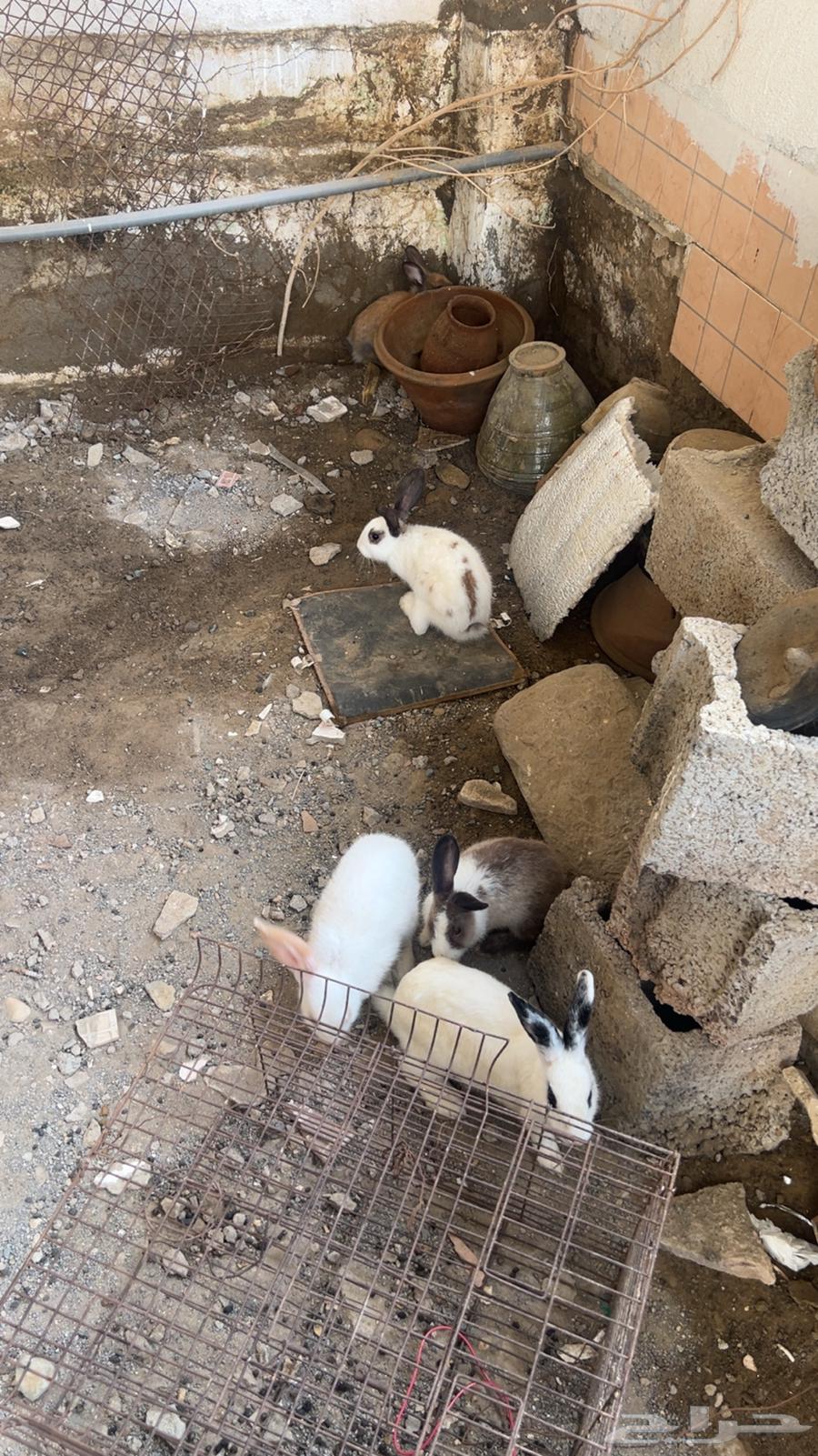 ارانب64396713854723113