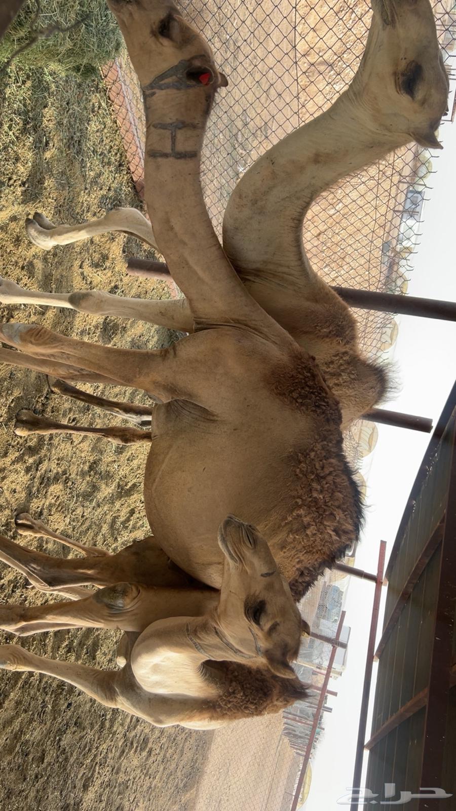 Qa3dan coastal areas Al-Murabi 3 months and a half64400772097922111