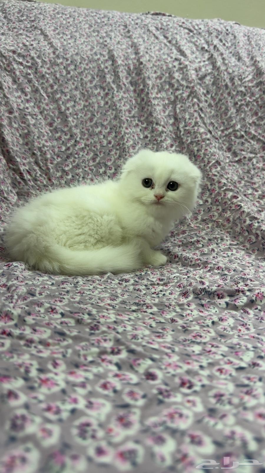 للبيع كيتن سكوتش فولد بيور السعر شامل الاغراض والتوصيل بجدة64380916187137111