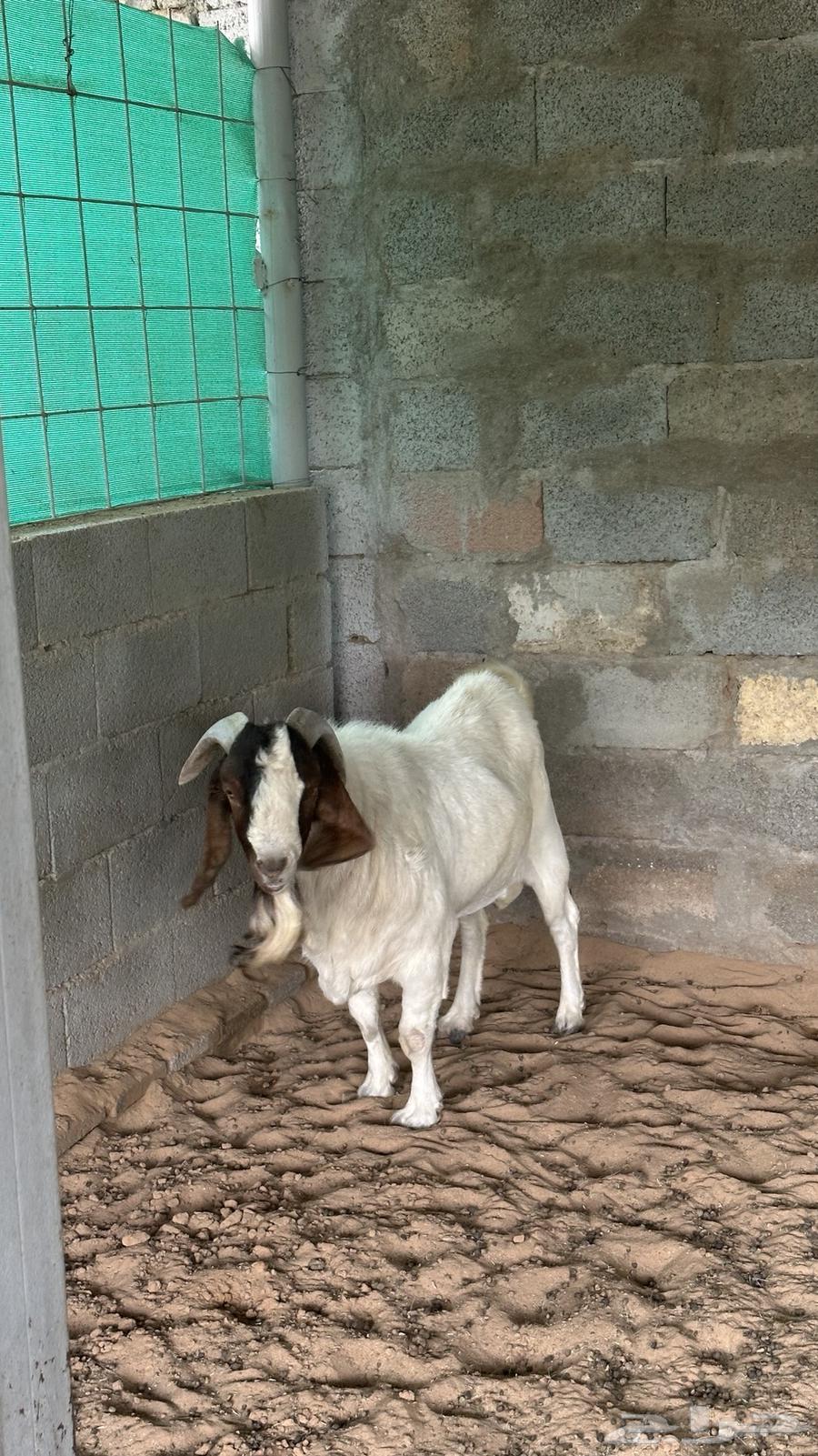 للبيع تيس بارقوت واربع عنق بلديات64400827684225110